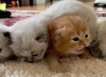 Litter k SiberianTaj - Siberian Cat For Sale - White Plains&comma; NY&comma; US