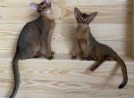 Newborn purebred kittens coming soon - Abyssinian Cat For Sale - Spring Hill&comma; FL&comma; US