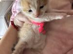 Midas - Domestic Cat For Sale - Bronx&comma; NY&comma; US