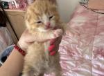 Taro - Domestic Cat For Sale - Bronx&comma; NY&comma; US