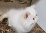 Himalayan Persian Kitten - Himalayan Cat For Sale - Satellite Beach&comma; FL&comma; US
