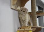 Jimmy - Scottish Fold Cat For Sale - Miami&comma; FL&comma; US