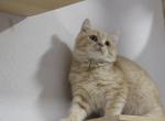 BoBo - Scottish Straight Cat For Sale - Miami&comma; FL&comma; US
