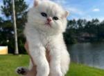 Tom - British Shorthair Cat For Sale - Jacksonville&comma; FL&comma; US