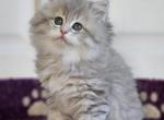 Umka - British Shorthair Cat For Sale - Chicago&comma; IL&comma; US