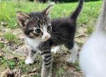 Coral - Siamese Cat For Sale - Columbus&comma; GA&comma; US