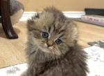 Scottish Fold female kitten - Scottish Straight Cat For Sale - Thornton&comma; CO&comma; US