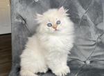 British long haired male kitten - British Shorthair Cat For Sale - Thornton&comma; CO&comma; US