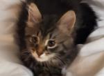 11 Week Female - Maine Coon Cat For Sale - Kent&comma; WA&comma; US