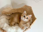 MUFFIN - British Shorthair Cat For Sale - Fontana&comma; CA&comma; US