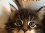 Apronio - Maine Coon Cat For Sale - Manchester Township&comma; NJ&comma; US