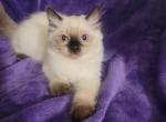 Seal point female ragdolls - Ragdoll Cat For Sale - Jacksonville&comma; NC&comma; US