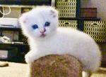 Alina - Scottish Fold Cat For Sale - WI&comma; US