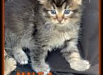 First male March litter - Maine Coon Cat For Sale - Kent&comma; WA&comma; US