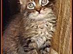 Male two March - Maine Coon Cat For Sale - Kent&comma; WA&comma; US