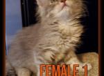 Female one March - Maine Coon Cat For Sale - Kent&comma; WA&comma; US