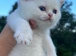 Tito - British Shorthair Cat For Sale - Jacksonville&comma; FL&comma; US