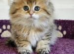 Ulik - British Shorthair Cat For Sale - Chicago&comma; IL&comma; US