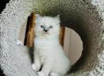 Guccis litter - Ragdoll Cat For Sale - Los Angeles, CA, US