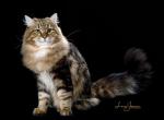 Veresk - Siberian Cat For Sale - North Port&comma; FL&comma; US