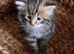Milo - Siberian Cat For Sale - North Port&comma; FL&comma; US