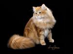 Velikan - Siberian Cat For Sale - North Port&comma; FL&comma; US