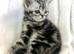 Oreo - British Shorthair Cat For Sale - Battle Ground&comma; WA&comma; US