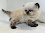 Anastasia - Himalayan Cat For Sale - Callahan&comma; FL&comma; US