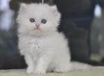 Roy - British Shorthair Cat For Sale - Jacksonville&comma; FL&comma; US