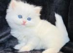 Caitlyn - Persian Cat For Sale - Callahan&comma; FL&comma; US