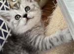 Michael - Scottish Straight Cat For Sale - Huntington&comma; NY&comma; US