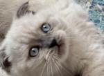 Adam - Scottish Fold Cat For Sale - Huntington&comma; NY&comma; US