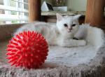 Leo2 - Scottish Fold Cat For Sale - Holland&comma; PA&comma; US