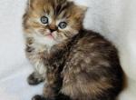 Jenny - Persian Cat For Sale - Callahan&comma; FL&comma; US