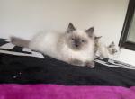 Magnet - Siberian Cat For Sale - Melbourne&comma; FL&comma; US