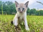 Snowball - Snowshoe Cat For Sale - Columbus&comma; GA&comma; US