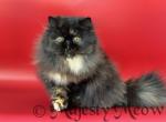 Sonnya - Persian Cat For Sale - Yucca Valley&comma; CA&comma; US