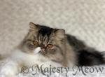 CoCo - Persian Cat For Sale - Yucca Valley&comma; CA&comma; US