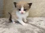 camile - Ragdoll Cat For Sale - Freeburg&comma; PA&comma; US
