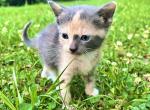 Valley - American Shorthair Cat For Sale - Columbus&comma; GA&comma; US