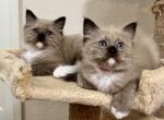 Spring 23 - Ragdoll Cat For Sale - Parker&comma; CO&comma; US