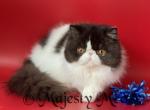 Bentliy - Persian Cat For Sale - Yucca Valley&comma; CA&comma; US