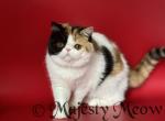 Camila - Exotic Cat For Sale - Yucca Valley&comma; CA&comma; US