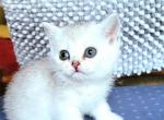 Isabella - British Shorthair Cat For Sale - New York&comma; NY&comma; US