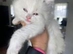 Tica seal bi color male - Ragdoll Cat For Sale - Butler&comma; PA&comma; US