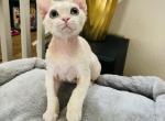 AJ g - Devon Rex Cat For Sale - Rancho Cucamonga&comma; CA&comma; US