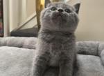 Gray - Brazilian Shorthair Cat For Sale - Rancho Cucamonga&comma; CA&comma; US