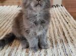 Stormy - Maine Coon Cat For Sale - Montgomery&comma; MA&comma; US