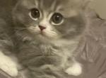 Female Persian Ragdoll Kitten - Persian Cat For Sale - McKinney&comma; TX&comma; US