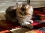 William - British Shorthair Cat For Sale - New York&comma; NY&comma; US